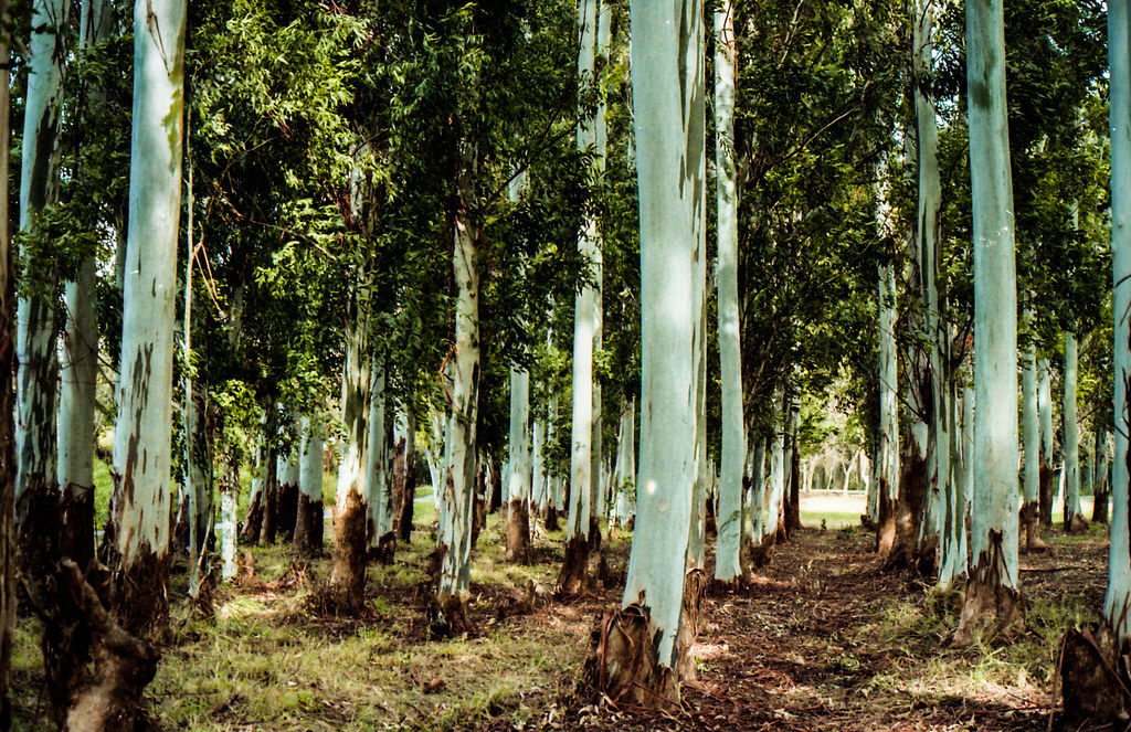 landscape photo of best vintage 35mm camera AE-1 Program from canon