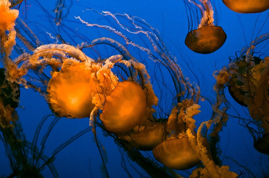 underwater sample photo of best vintage 35mm camera AE-1 Program from canon