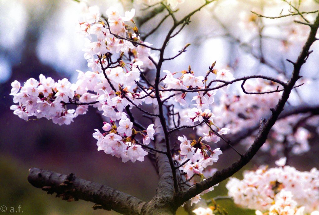 nature photo of best vintage 35mm camera AE-1 Program from canon