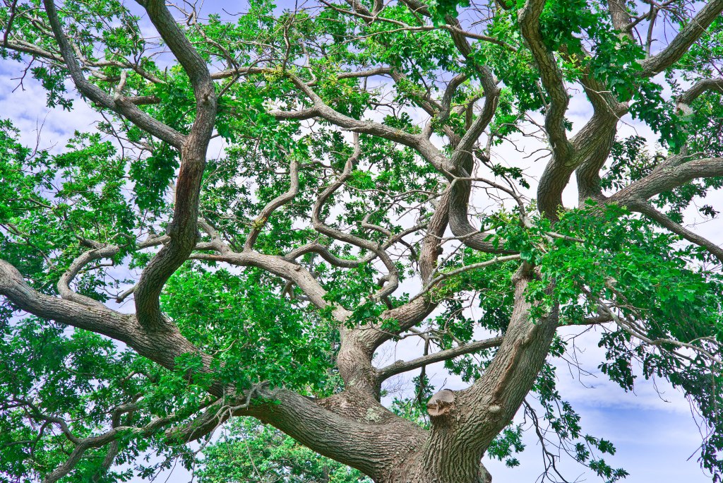 beautiful tree sample photo from leica film camera for beginners
