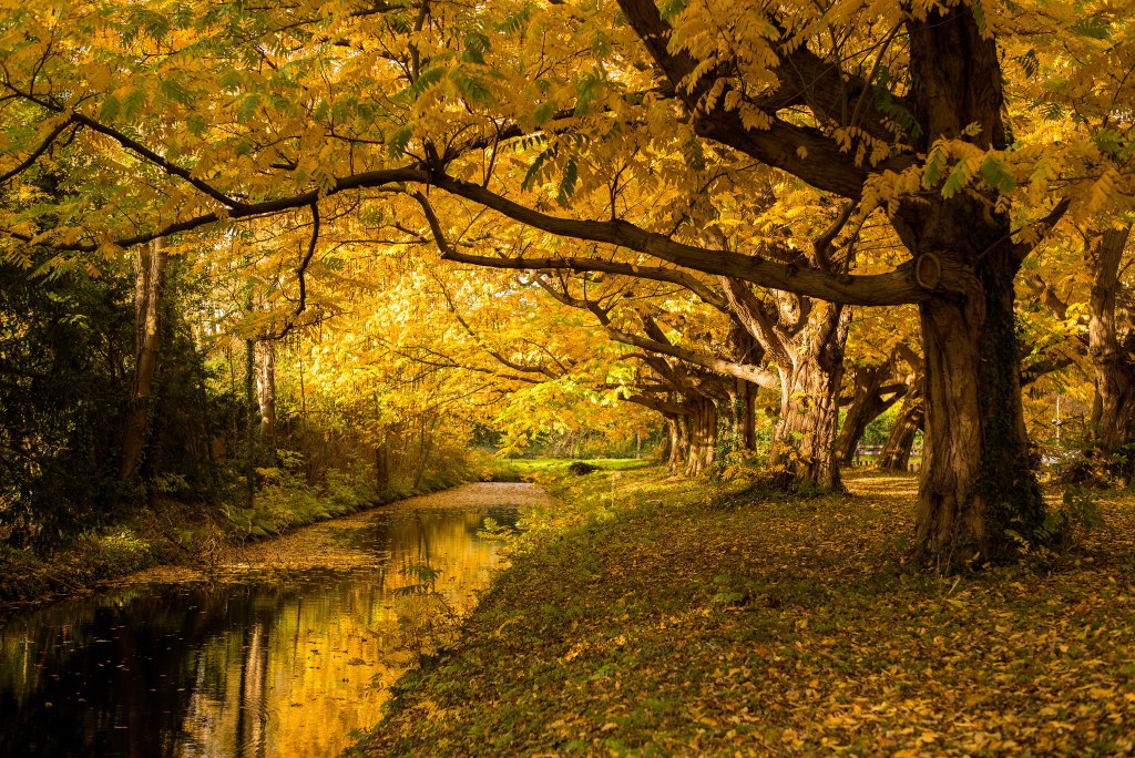 fall yellow leaves by a river sample photo from leica film camera for beginners