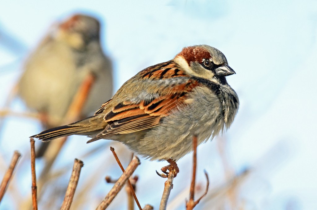perched common bird on branch during winter with snow