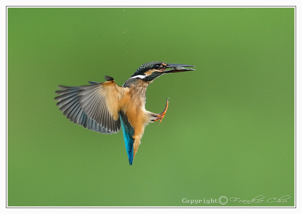 bird in flight, super detailed shot