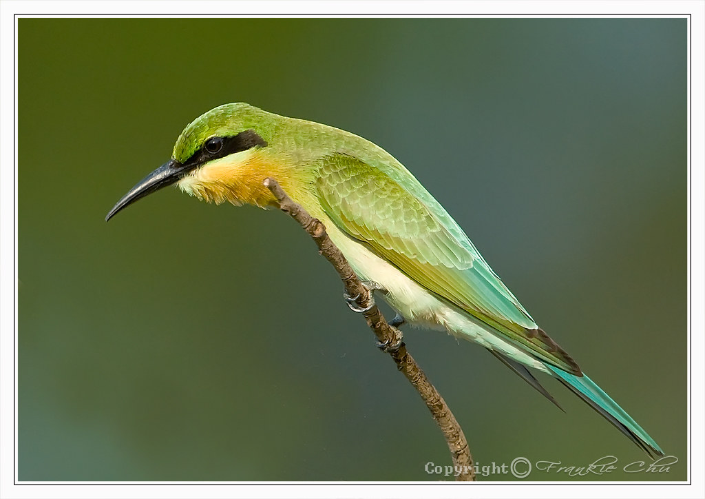 stunning bird photography with nikon prime telephoto lens