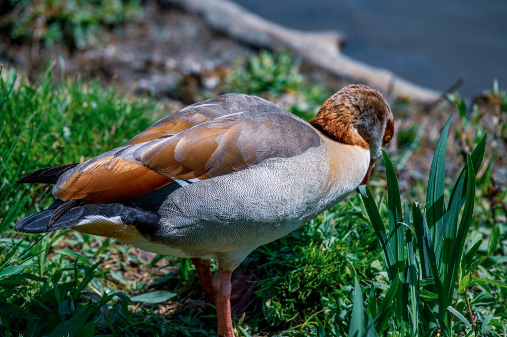 waterfowl in high definition prunes itself on the bank
