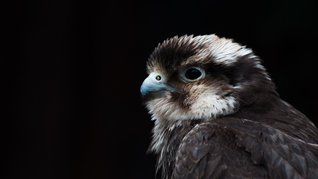 close up image of rare bird captured with nikon lens for bird photography