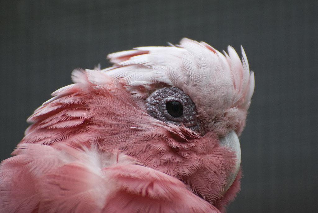 beautiful pink bird captured with best nikon lens for bird photography