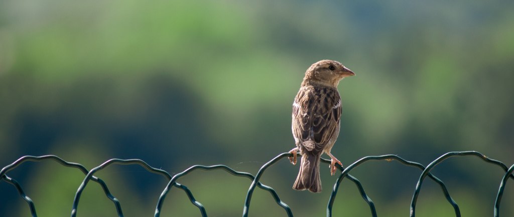 common bird captured with best nikon lens for birding photography