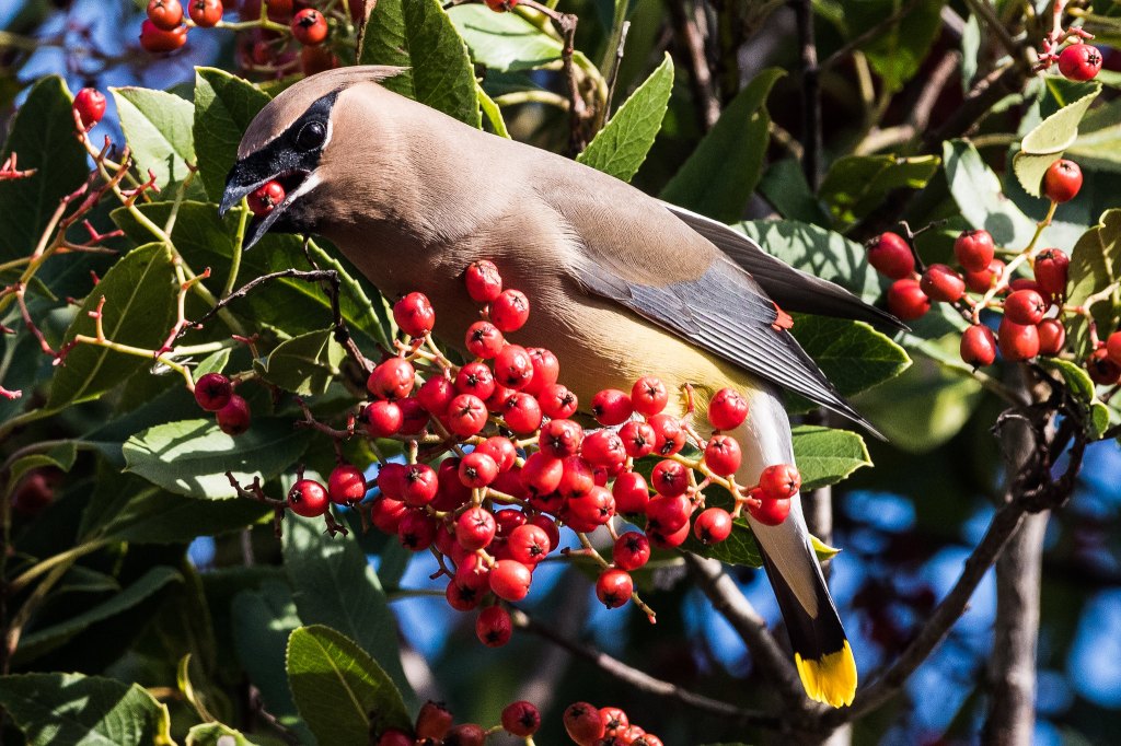 close up shot of eating bird, high action, with berries and leave