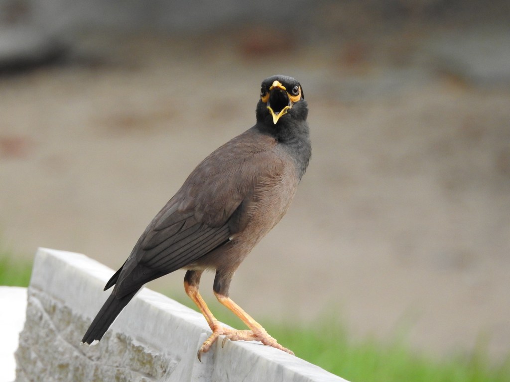 high action bird photo of a grapple cawing