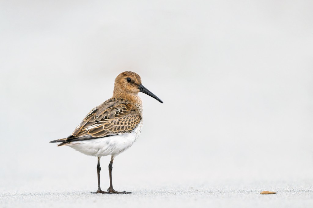 beach bird piper standing on the sand, sharp clear image