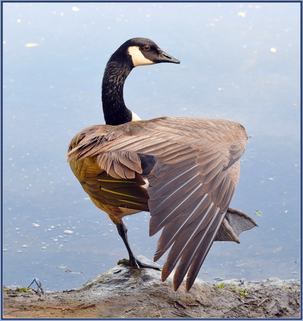 amazing goose photo taken with best panasonic lens for bird and wildlife photography