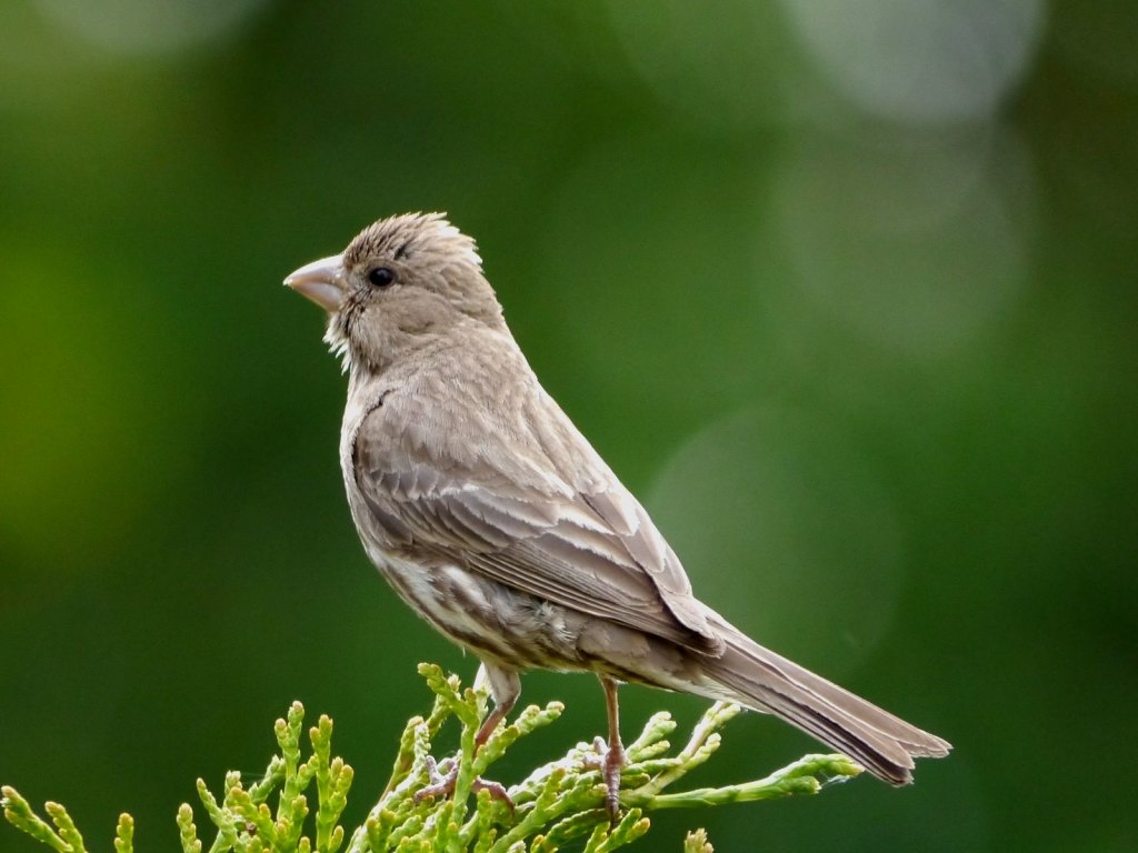 sample photo of bird perched, taken with Panasonic LUMIX G Vario 100-400mm f/4-6.3 