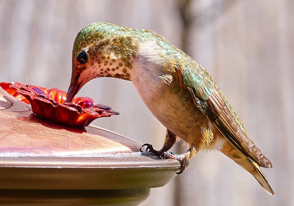 hummingbird drinks from a feed in this shot from the best sony zoom lens for bird photography