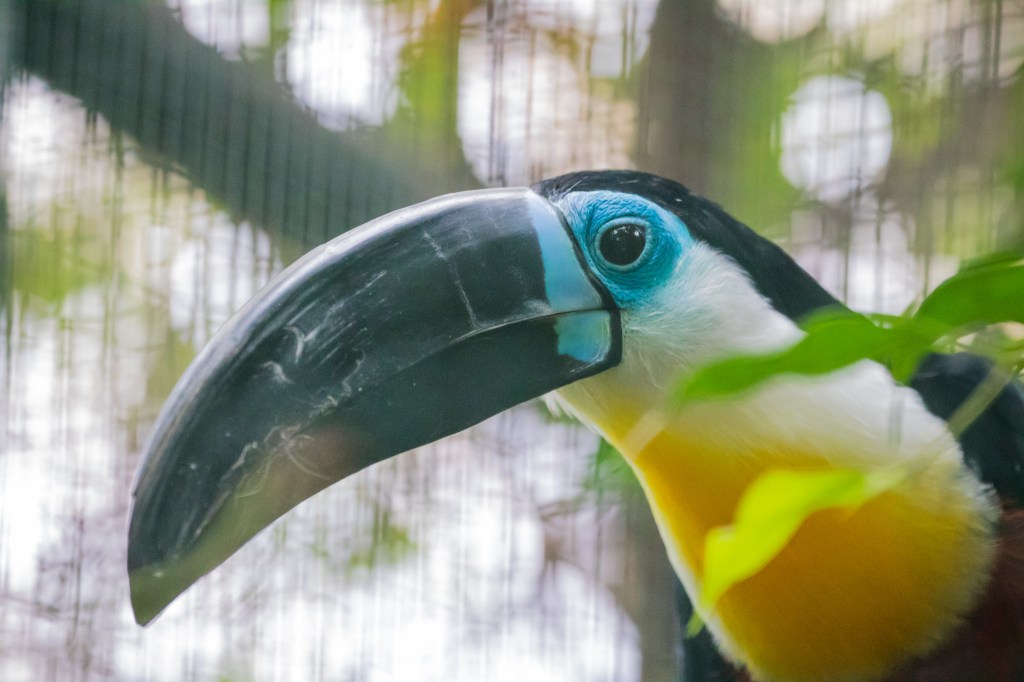 toucan caught on camera with great Canon birding lens