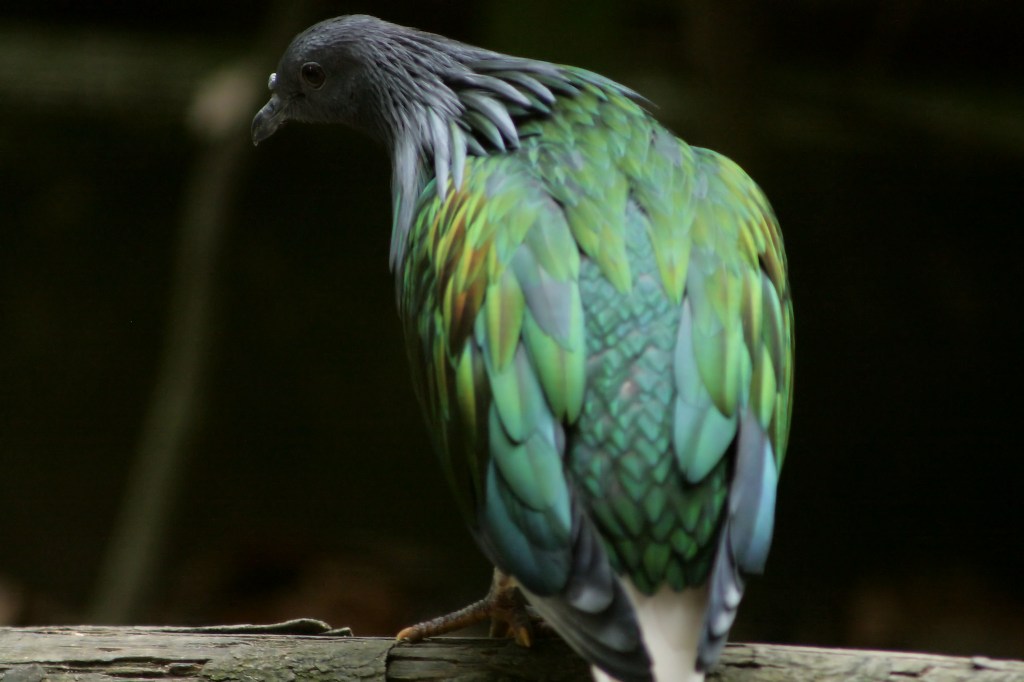 rare bird caught on camera at zoo
