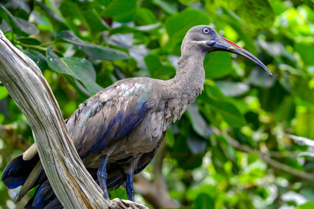 rare jungle bird perches on a big branch, great example of amazing sony lens for bird photos