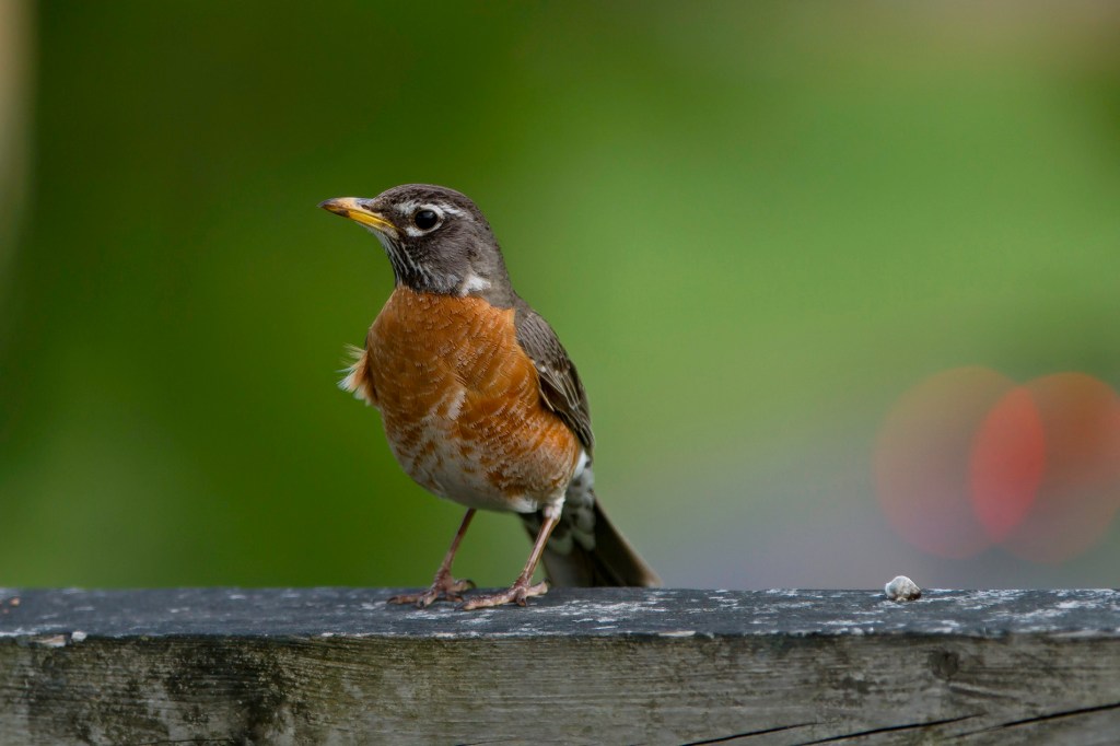common bird caught on camera with great birding lens
