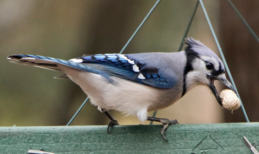 Sample bird photo from Best Lens for Bird Photography - high action shot

