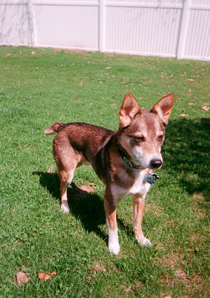 sample pet photography from best budget film camera