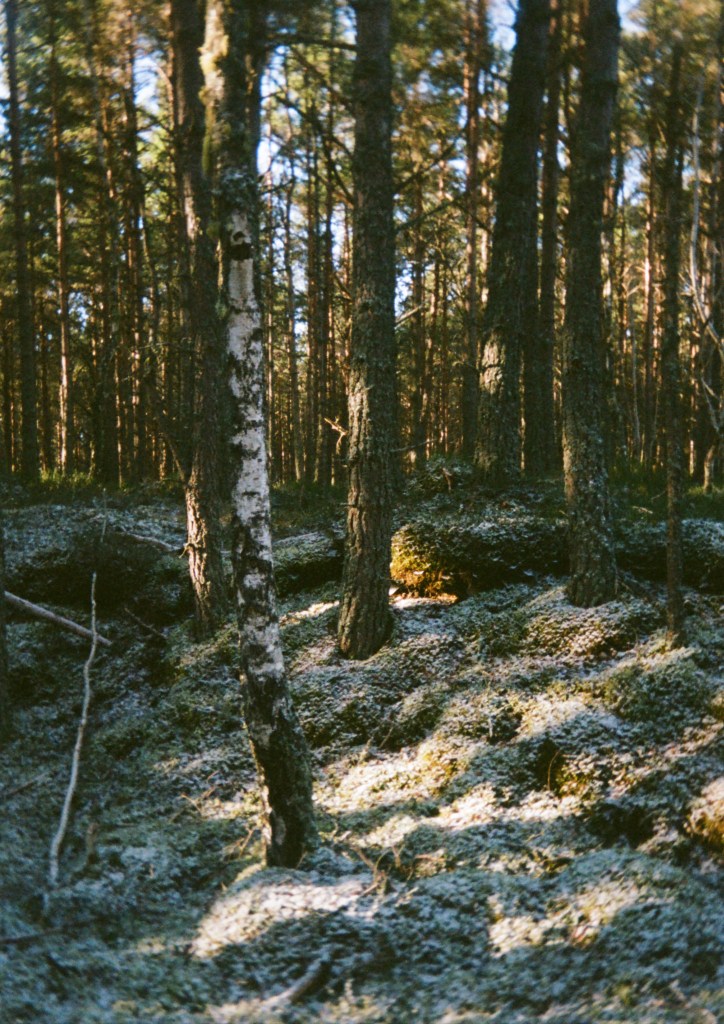 compact film camera image of the forest with dusting of snow