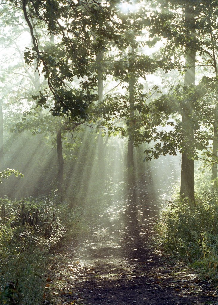 forest sample image 2 of best nikon 35mm film camera for beginners