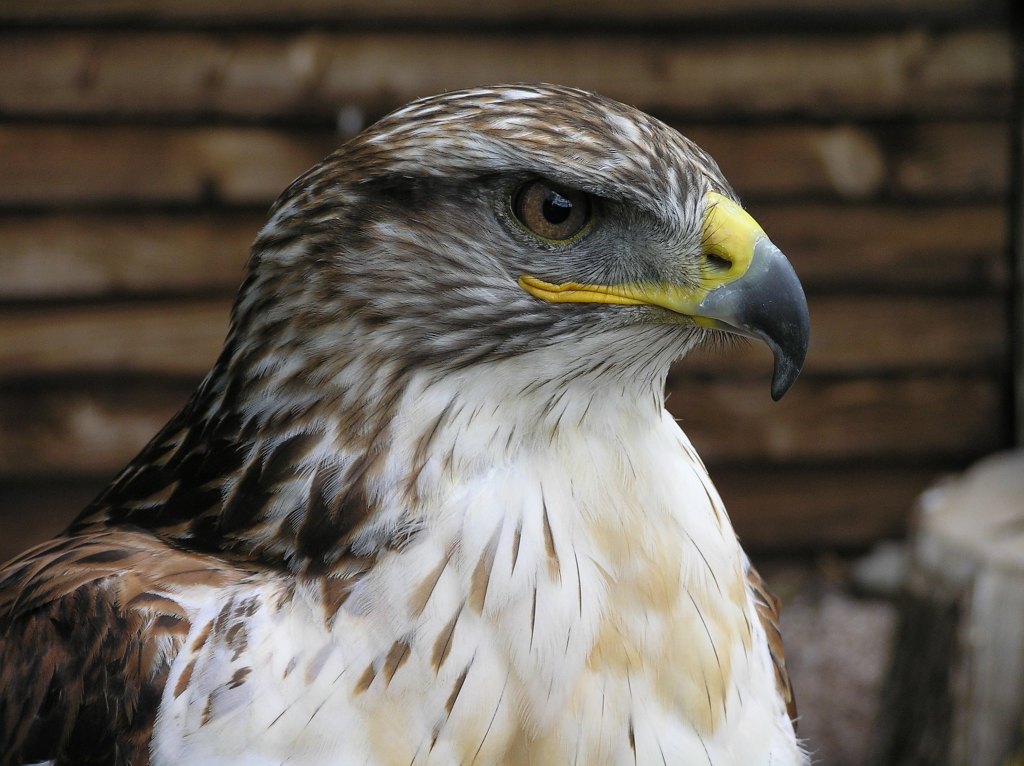 hawk photo taken with Best Budget-friendly Olympus lens Option