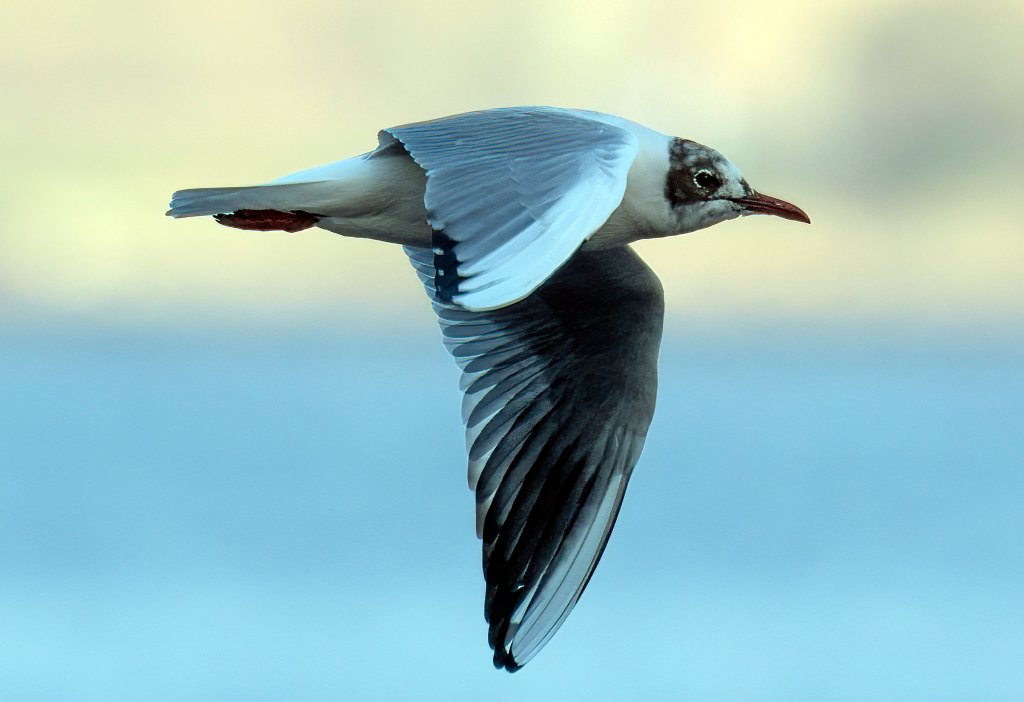 Bird in flight caught on sigma zoom lens 150-600mm