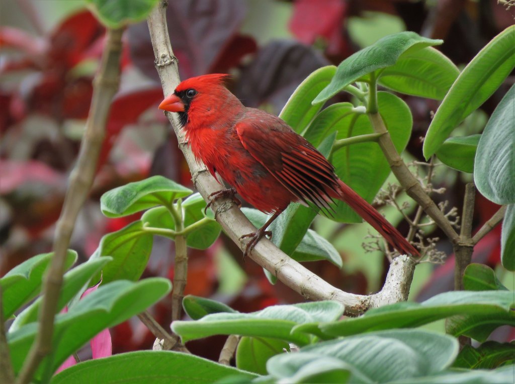 Sample bird photo from Best Lens for Bird Photography - cardinal on branch

