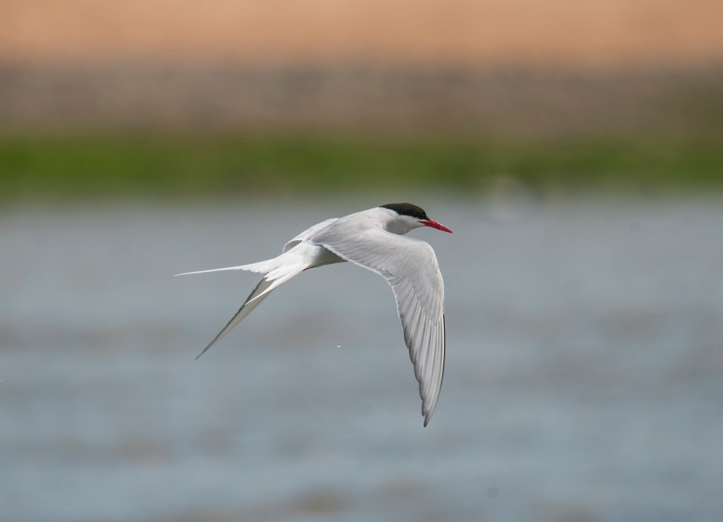 Bird in flight caught on sigma zoom lens 150-600mm