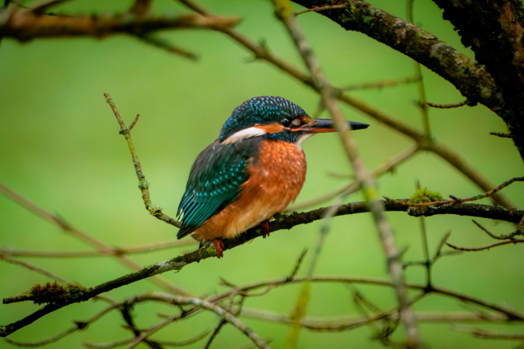 rare bird swimming, amazing bird photography sample from great camera and lens