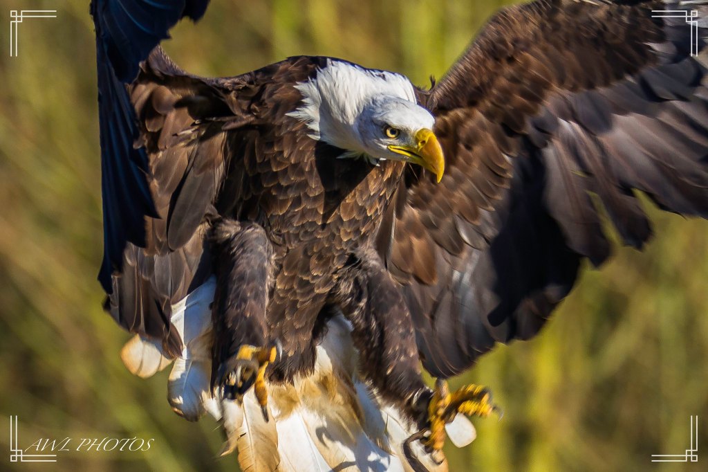 Eagle flapping wings, amazing bird in flight sample photo