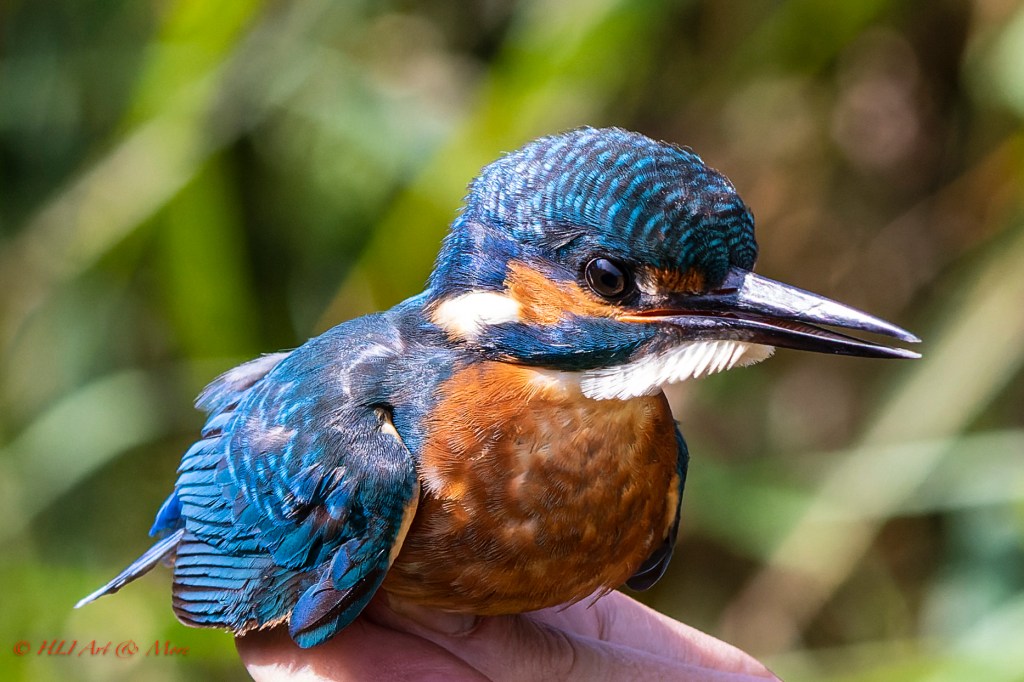 rare bird perched on branch, amazing bird sample photo