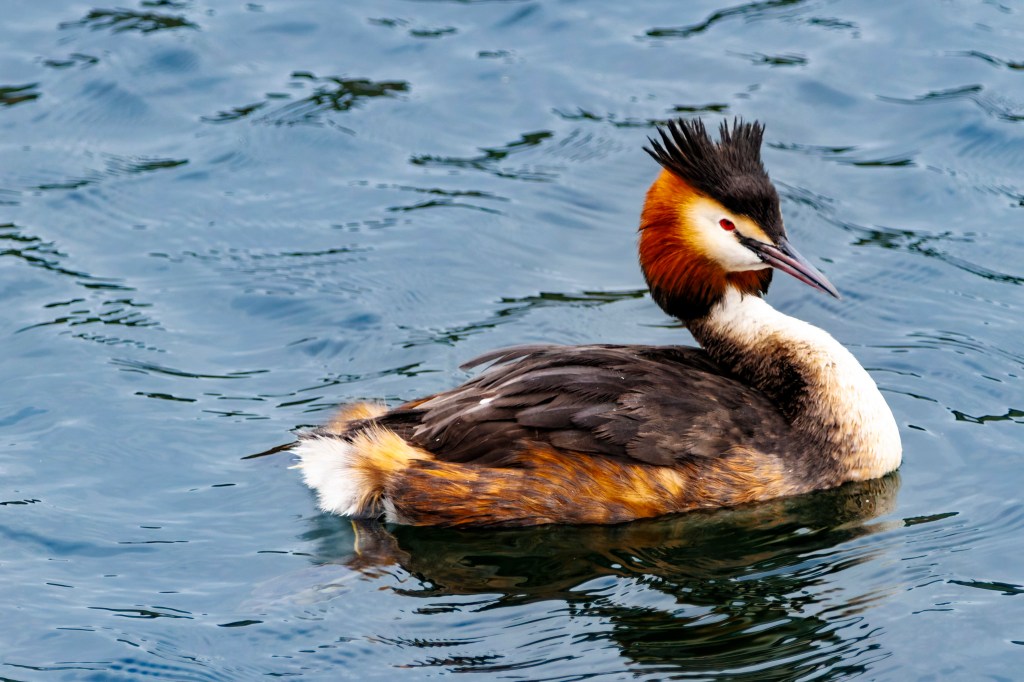 rare bird swimming, amazing bird photography sample from great camera and lens