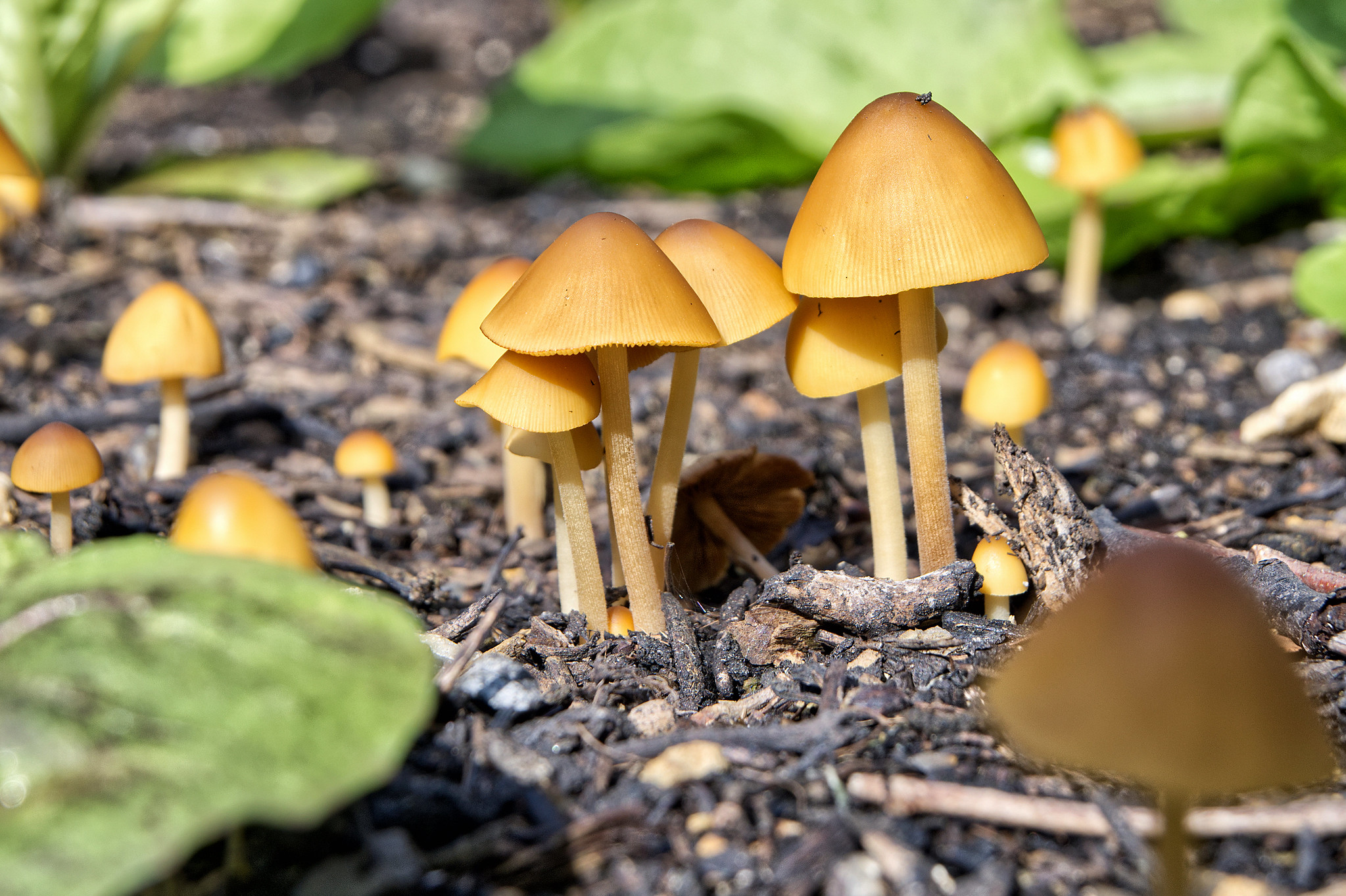 nature macro photo with nikon z50