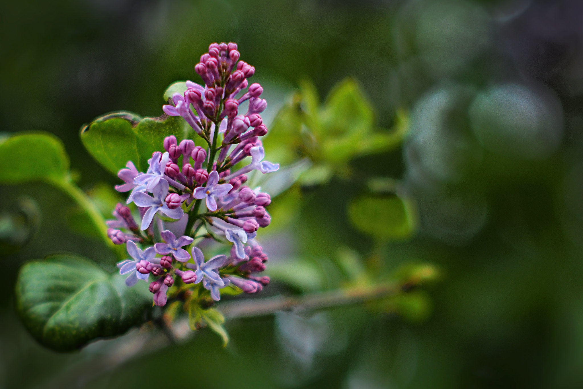 macro nature photography from olympus mirrorless