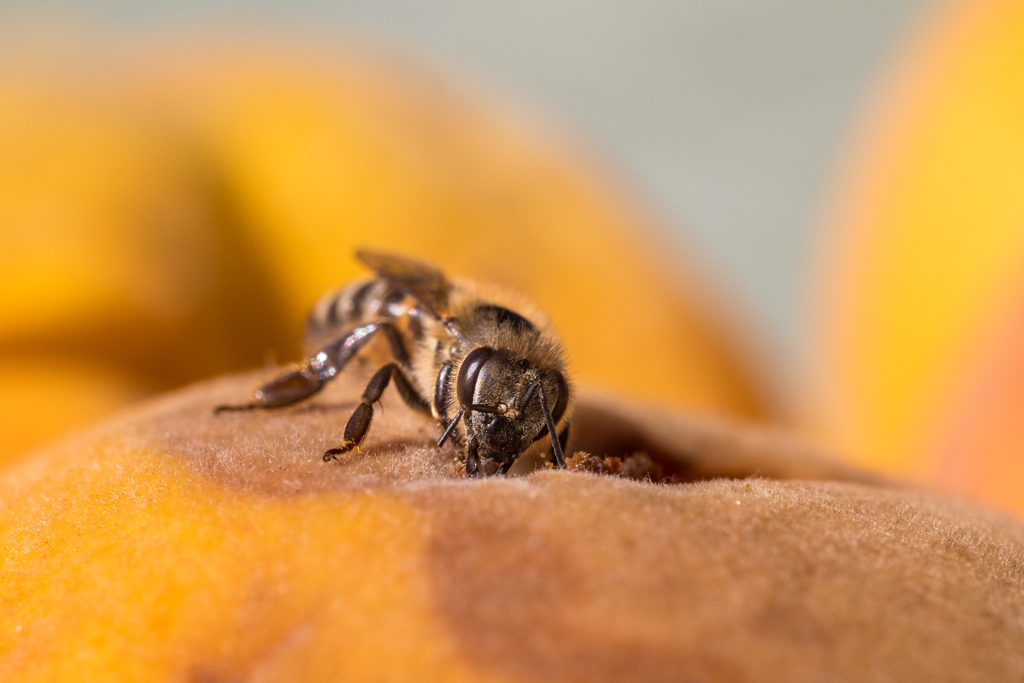 great macro photography with mirrorless setup