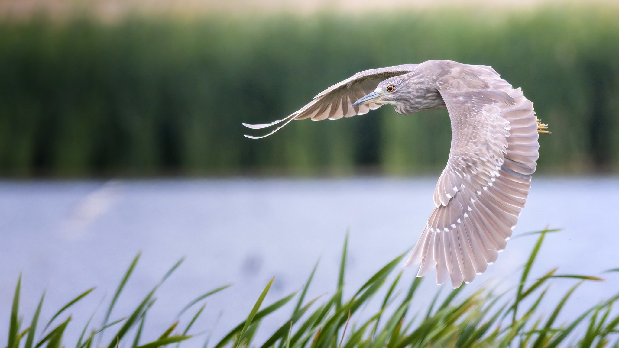 9 Best Cameras for Bird Photography (Sony, Nikon, Canon, More)