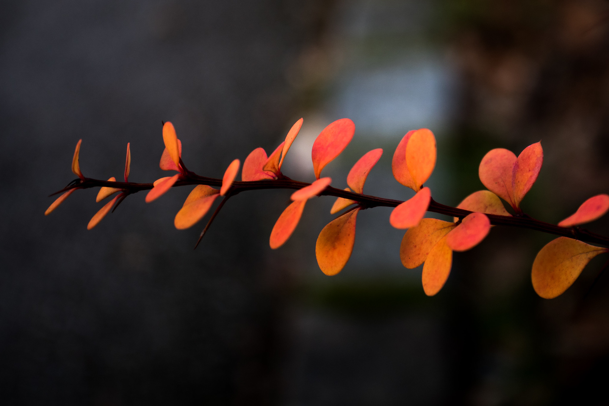 nature photography example with canon beginner camera