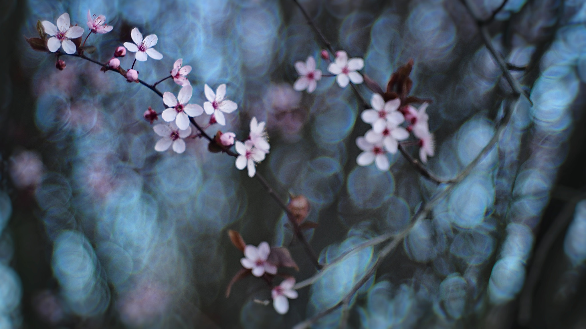 artistic nature photography with olympus camera