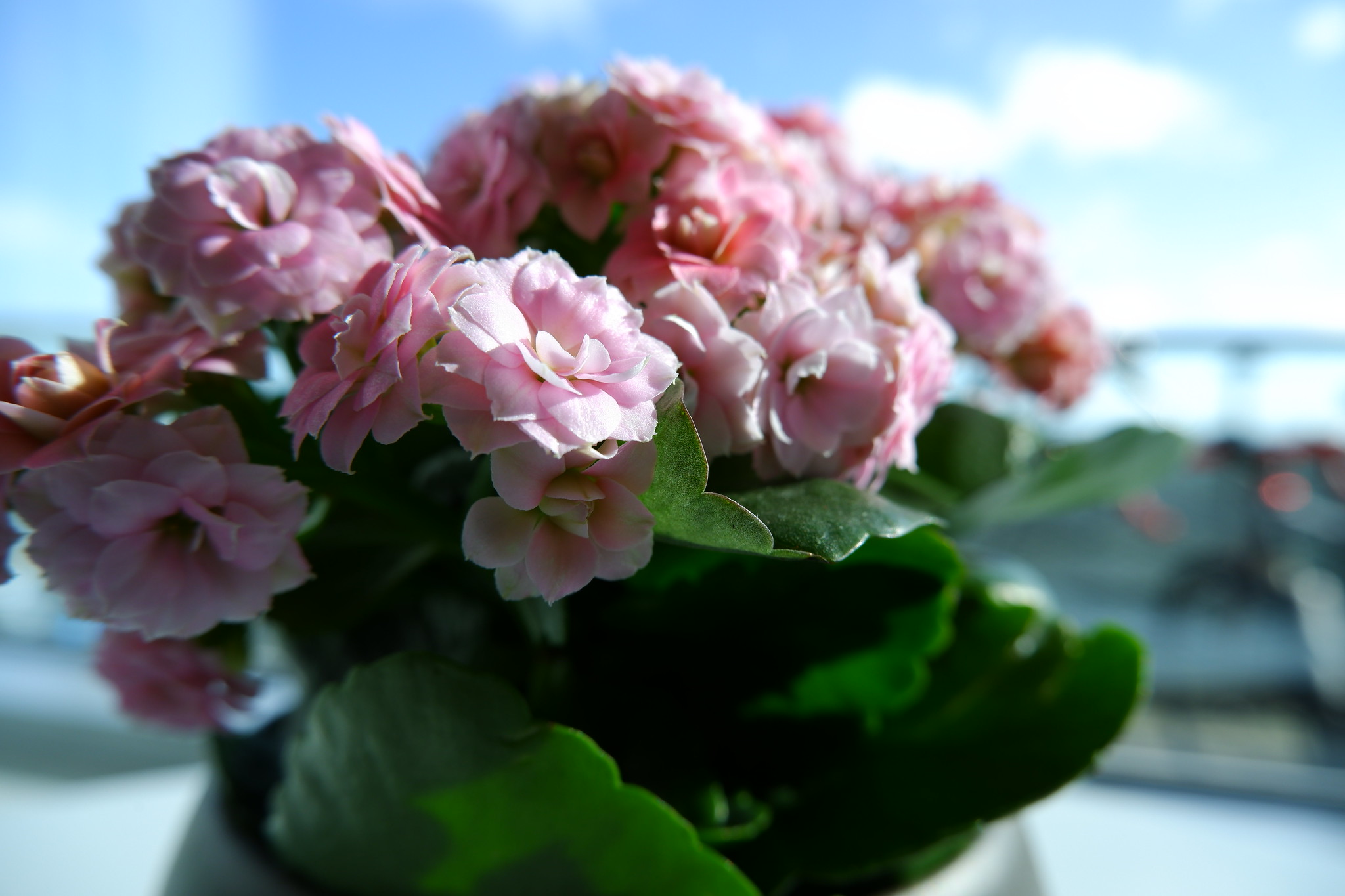 sample nature macro photography for best fujifilm mirrorless camera for beginners