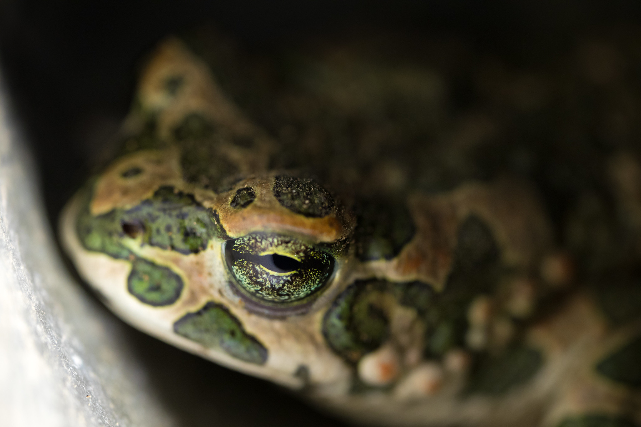 macro wildlife photo sample for canon m50 mirrorless camera