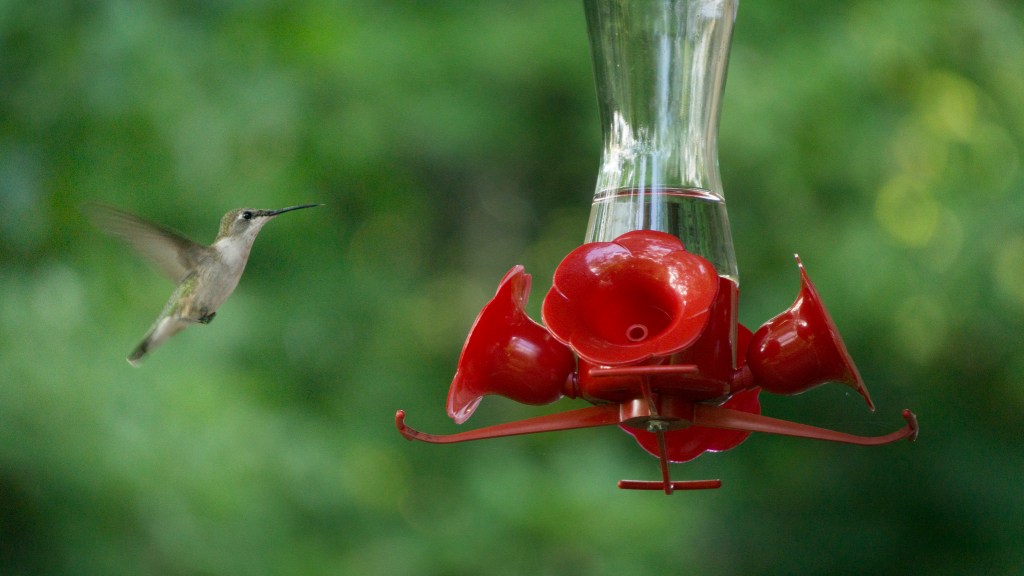 A hummingbird hovering near a red hummingbird feeder, surrounded by lush green foliage.