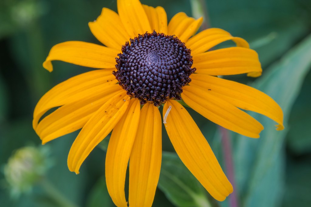 Close-up of a vibrant yellow flower with a dark, textured center, surrounded by green foliage.
