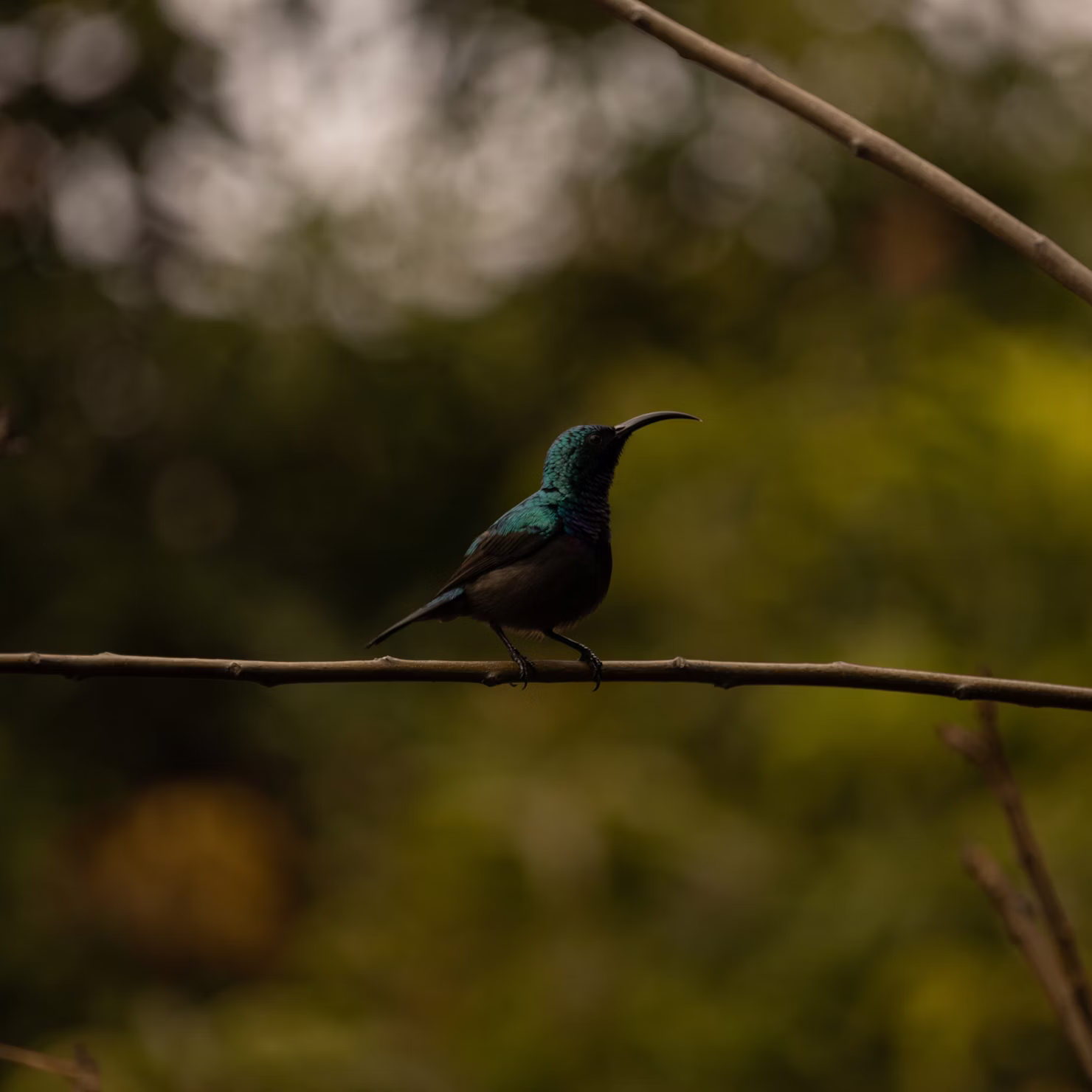 5 Best Bird Feeder Cameras for Backyard Birdwatching