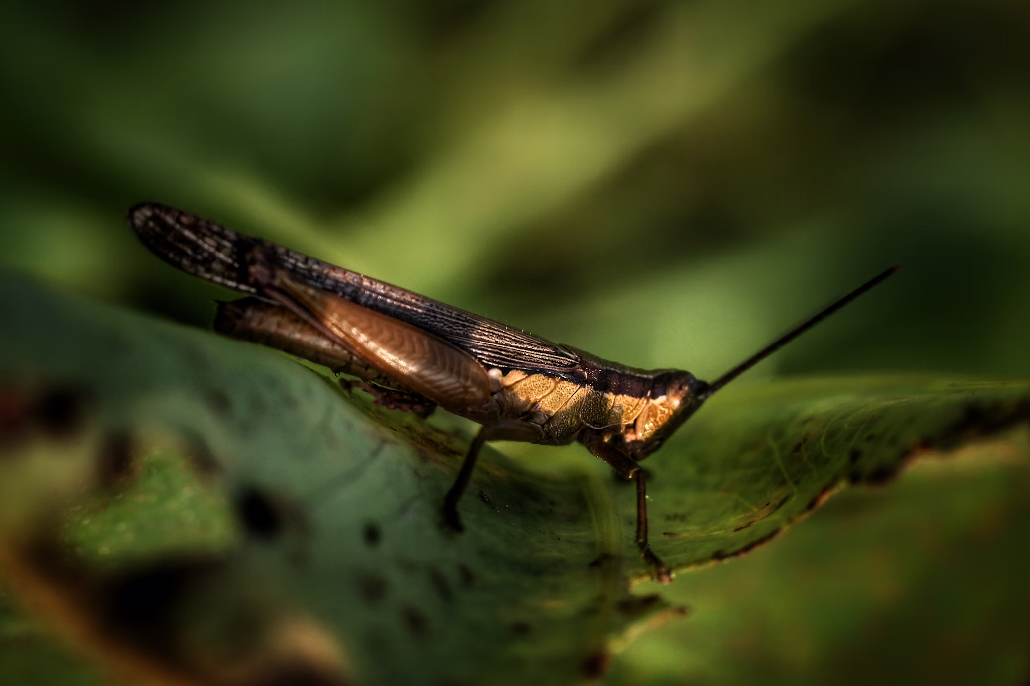 5 Best Cameras for Macro Photography (Reviewed & Tested)